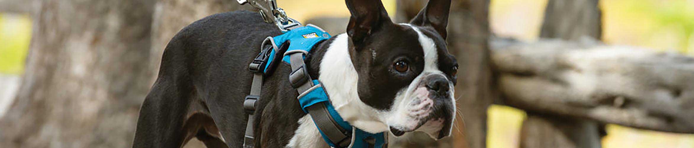A dog on a walk with their owner using a blue Ruffwear brand harness.