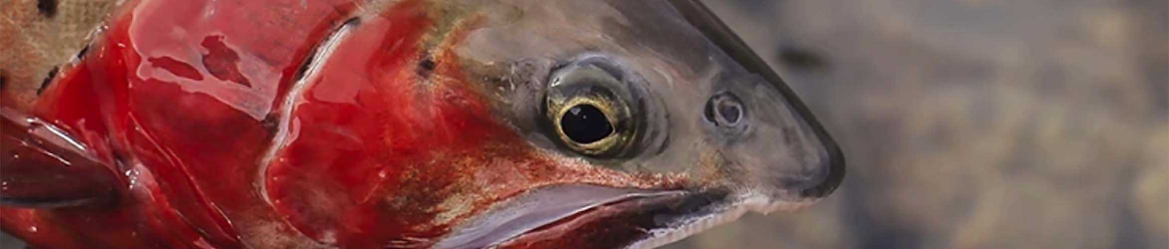 The rosy-cheeked Colorado Cutthroat from the home waters of RepYourWater.