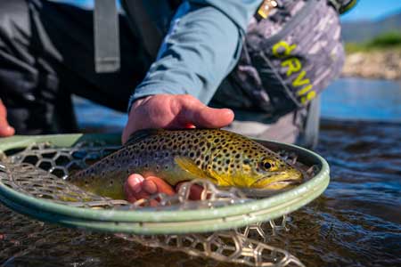 A Fishwest employee releases a brown trout on the Lower Provo River. 