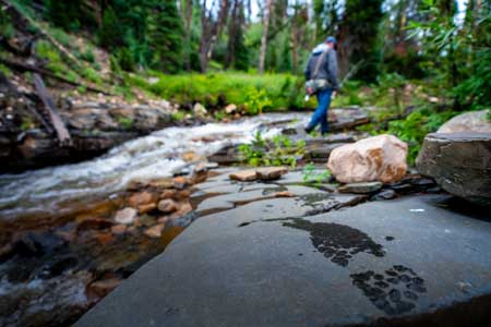 Fishwest Guide, Kris Clemons hikes one of the countless streams in the backcountry of the Uinta National Forest. Photo credit: Ross Downard 