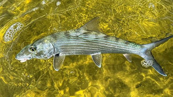 A Beautiful Bonefish Caught On The Iconic Flats of the West Side of Andros.