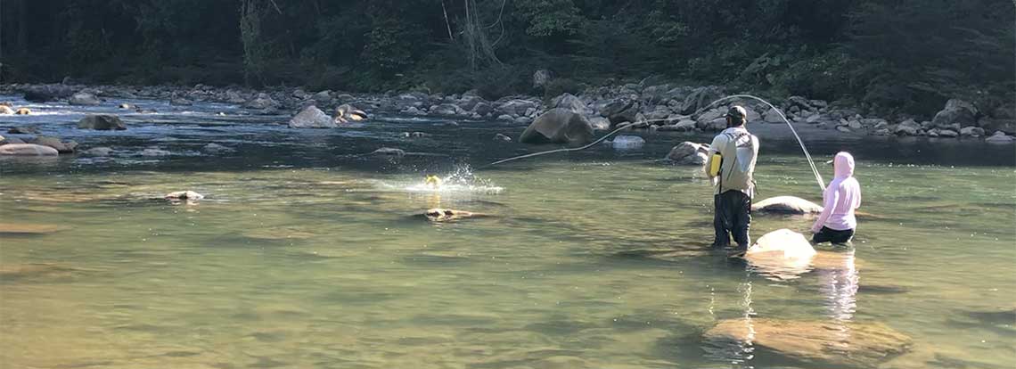 Casting to a golden in the crystal clear Pluma River