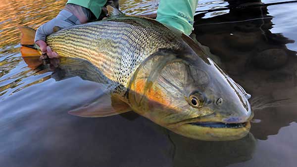 Close up side profile of golden dorado fish after being caught