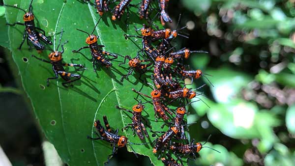 A cluster of grass hoppers that look like black and red ants