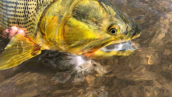 Close up side profile of golden dorado fish with a fly in his mouth