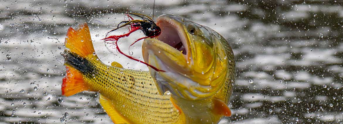 A golden dorado takes flight out of the water while eating a fly. Image by Brian Horsely.