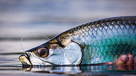 An image of a tarpon, or silver king, which is adored by many anglers from around the world and can be found in abundance in Mexico’s northern Yucatan peninsula.