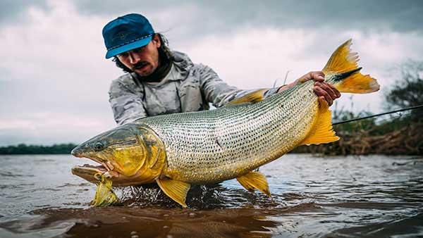 Large golden dorado from the team at fly lords 