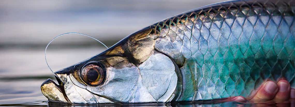 A closeup of a tarpon with the magnificent, armor plated, silver scales on full display, seen while fishing with the Tarpon Cay Lodge.