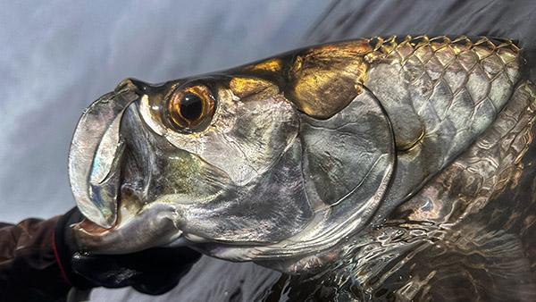 A closeup view of a baby tarpon found in the waters surrounding the Tarpon Cay Lodge.
