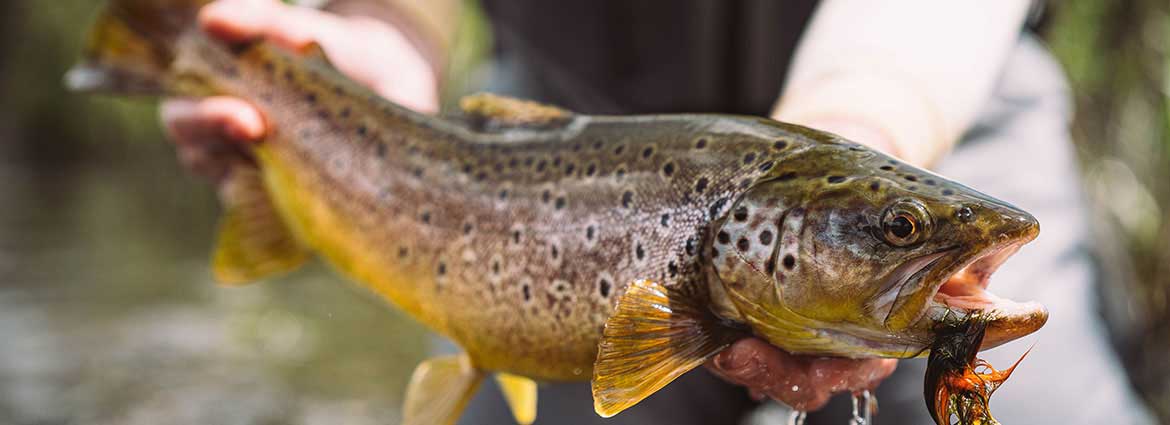 Close-up of an angler holding a big brown trout with a streamer in its mouth.
