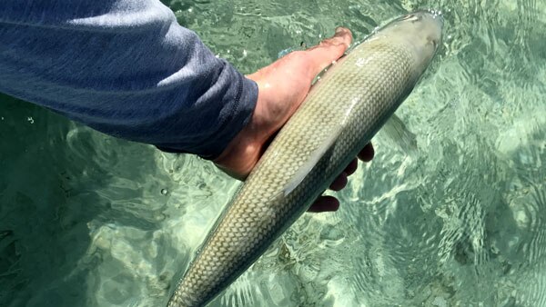 Andros South Bonefish Lodge