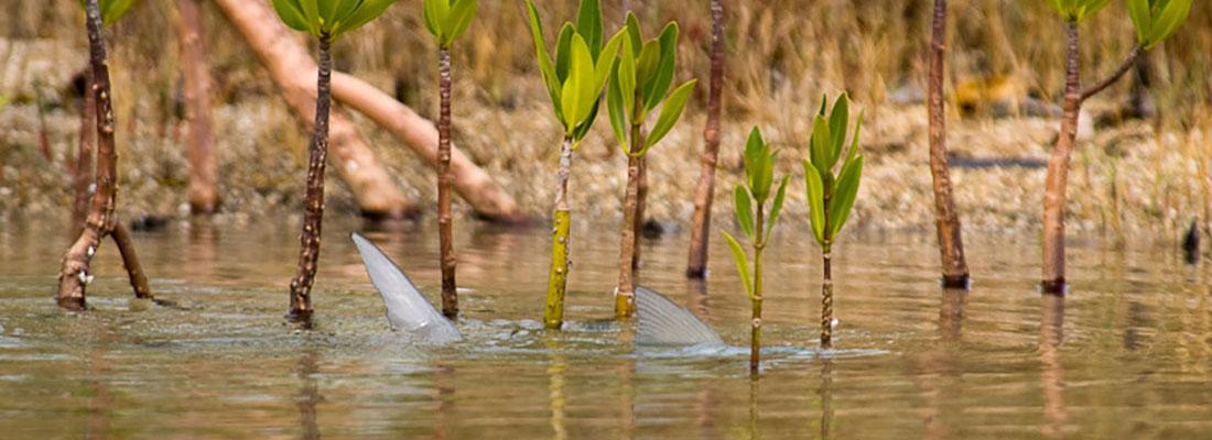 Fishwest's Andros South Bonefish Lodge Fly Fishing Trip