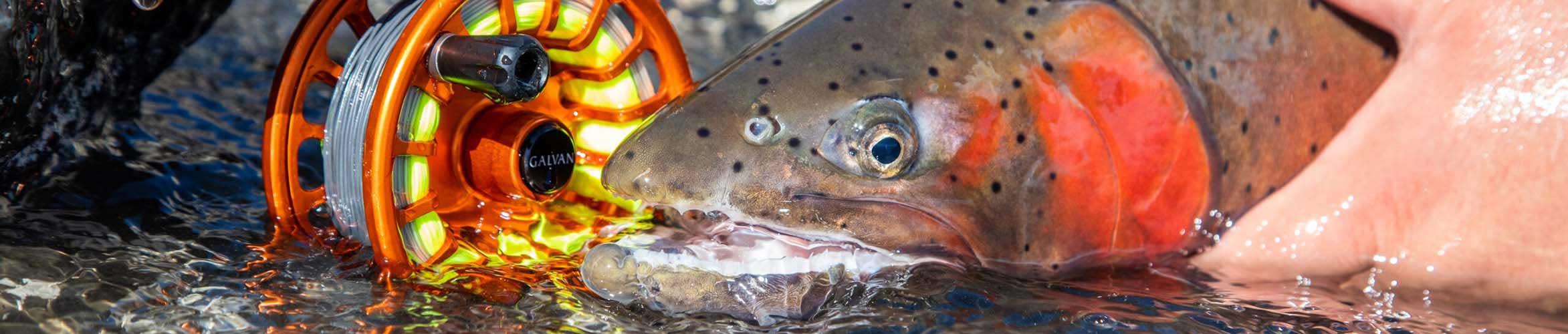 The Galvan Torque fly reel in action on the river next to a trout.