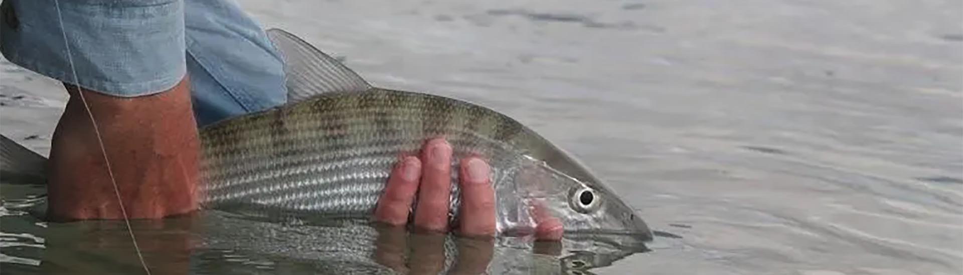 A Bahamaian Bonefish is released by a lucky angler on the flats of South Andros island.