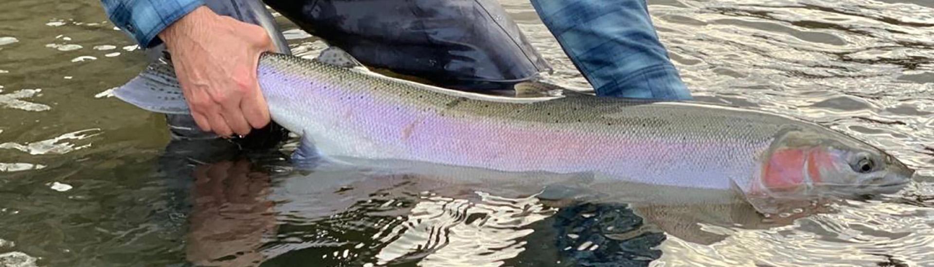 A beautiful pacific northwest Steelhead from British Colombia’s Bulkley river