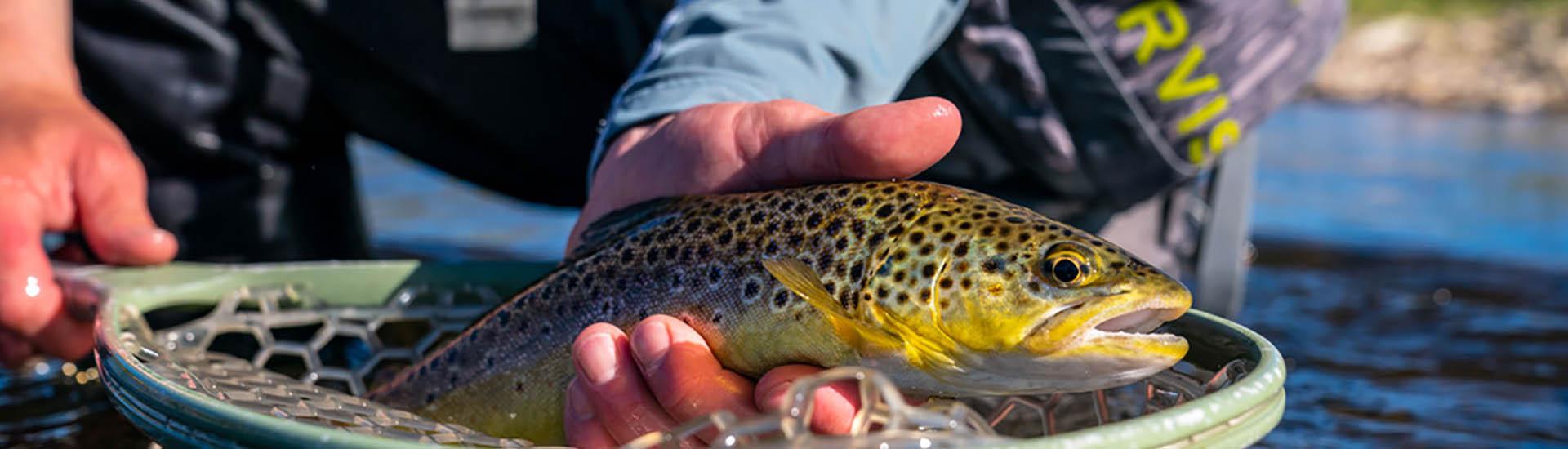 A native Brown Trout caught on Utah’s Provo River